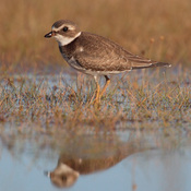 Semipalmated Plover